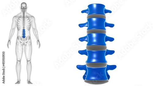 Human Skeleton Vertebral Column Lumbar Vertebrae Anatomy