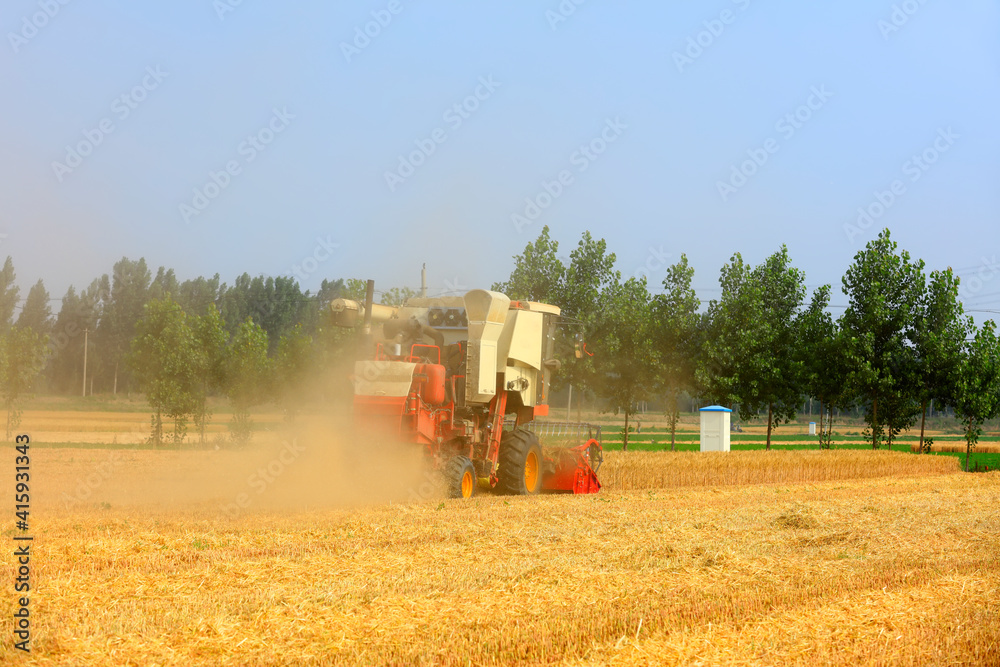 Fototapeta premium combine harvester working on a wheat field