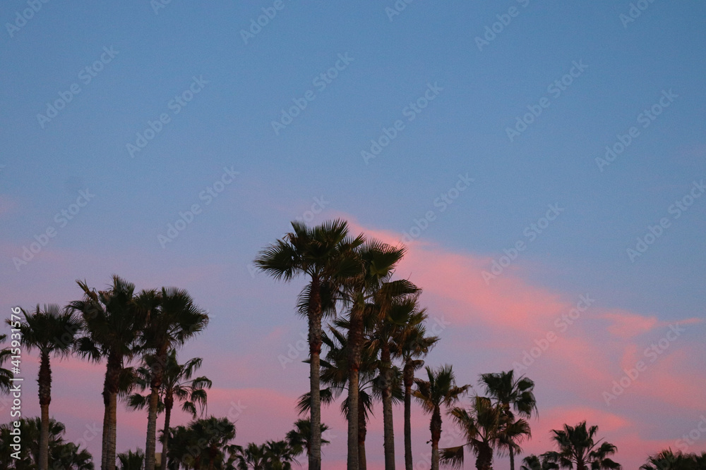 palm trees at sunset