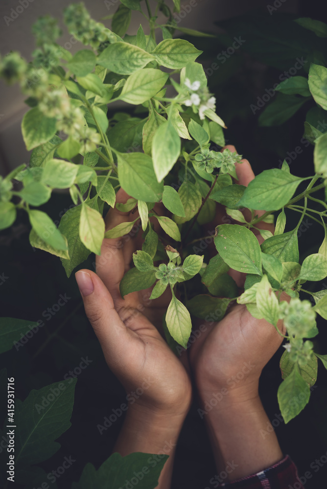 Hands holding basil leaves plant with flowering in a garden Hands holding basil leaves plant with flowering in a garden