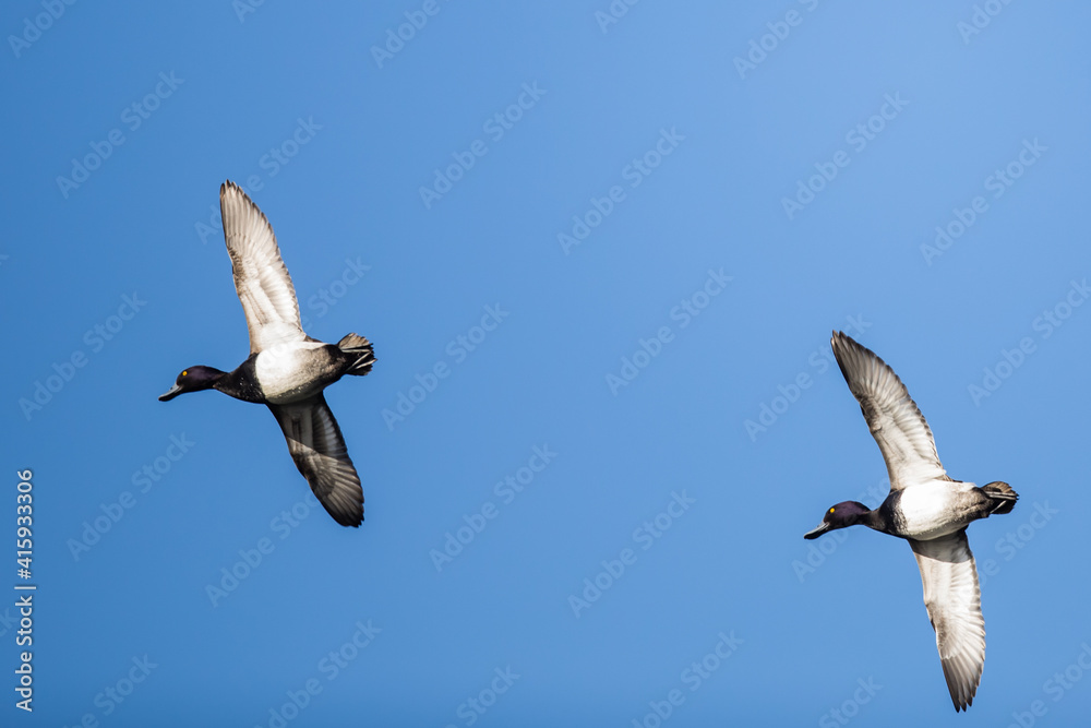 Pair of Drake Scaup Ducks Pass Overhead on a Blue Sky Day Pair of Drake Scaup Ducks Pass Overhead on a Blue Sky Day