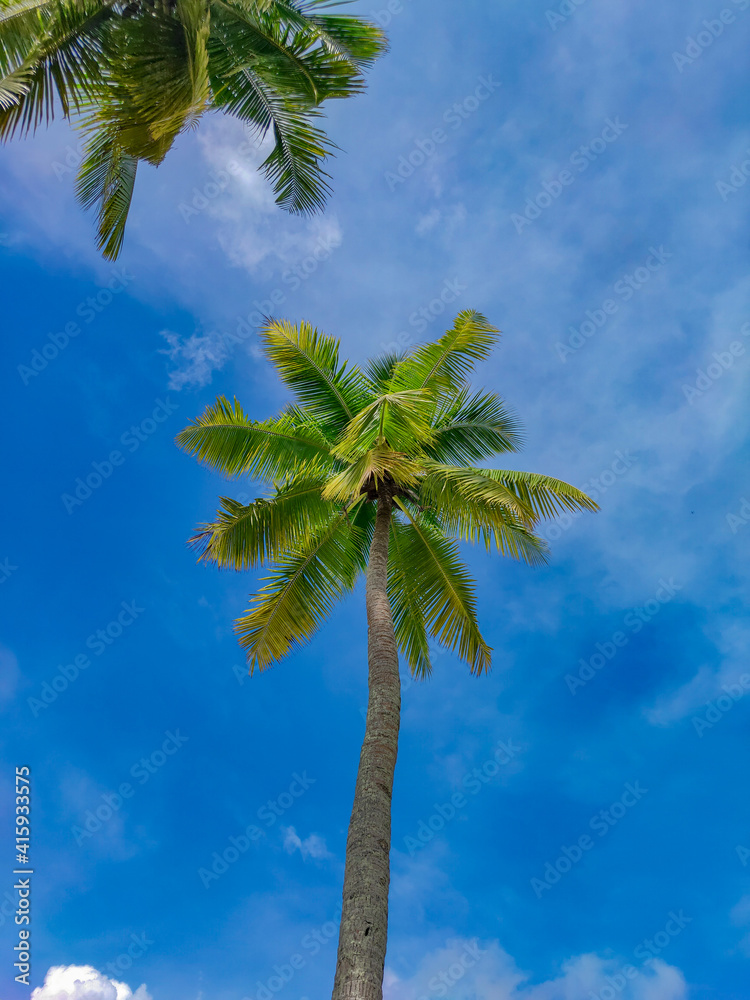 Naklejka premium palm tree and blue sky