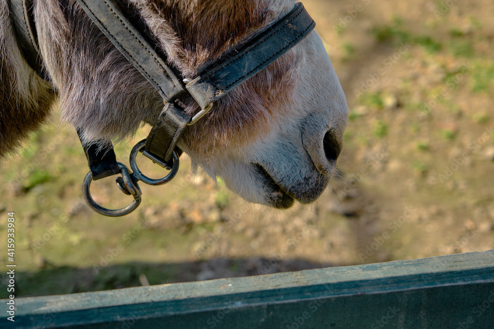 Naklejka premium Mouth of a small and very cute donkey behind a fence made of wooden material. Breeching on its mouth with soil background.