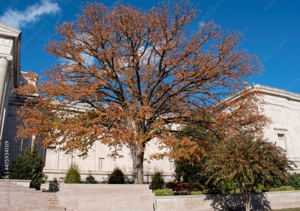 autumnal tree in front of the national art gallery building