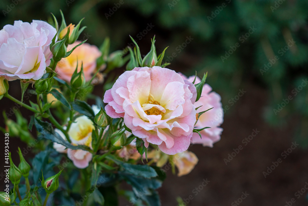 beautiful bouquet of garden roses beautiful bouquet of garden roses