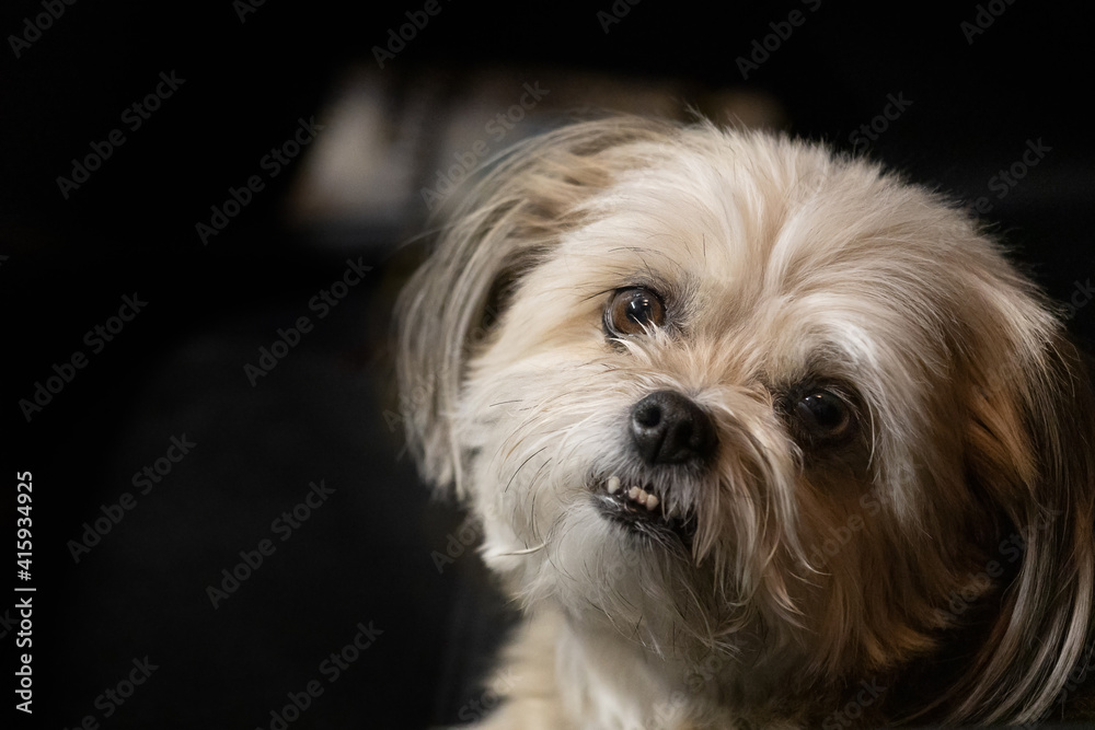 Close-up of cute white fluffy puppy looking at camera, against black background with room for copy