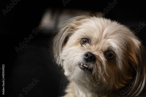 Close-up of cute white fluffy puppy looking at camera, against black background with room for copy