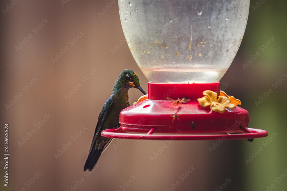 Fototapeta premium Closeup shot of a hummingbird drinking on a bird feeder