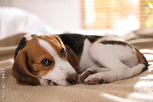 Fototapeta Naklejka Na Ścianę i Meble -  Cute Beagle puppy on bed at home. Adorable pet