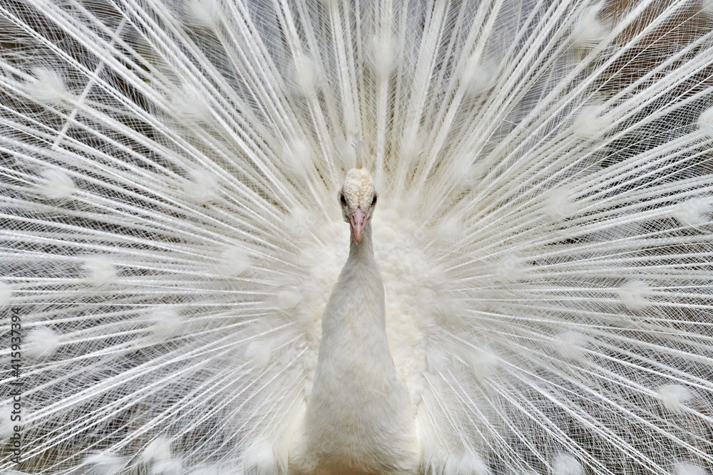 Obraz premium Close-up of a white peacock showing off his tail fully opened