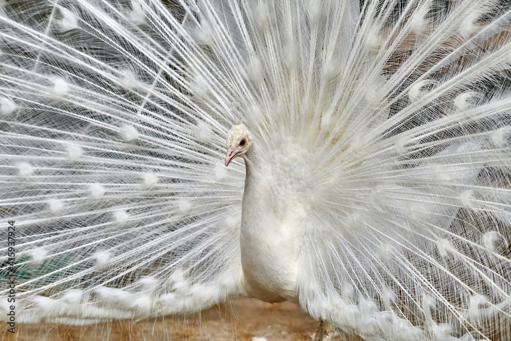 Close-up of a white  peacock showing off his tail fully opened