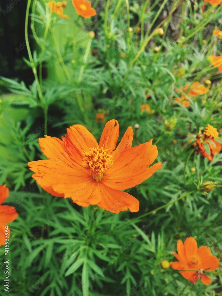 orange flower in the garden orange flower in the garden