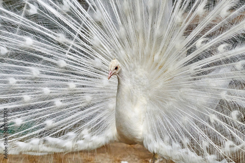 Canvas-taulu Close-up of a white  peacock showing off his tail fully opened