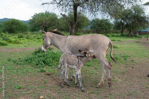 Donkey mother and here foal