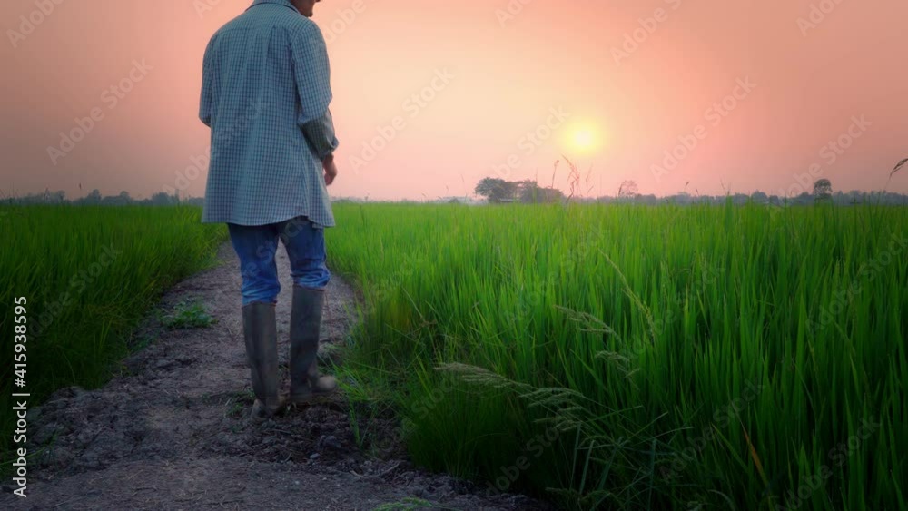 Asian male farmer navigating a rice field using a tablet device to take notes. While the sun sets. Smart farmer Concept Asian male farmer navigating a rice field using a tablet device to take notes. While the sun sets. Smart farmer Concept