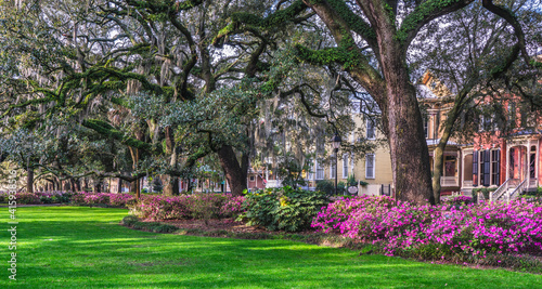 Beautiful Spring Azalea in bloom at historic Savannah Forsyth park - Georgia photo