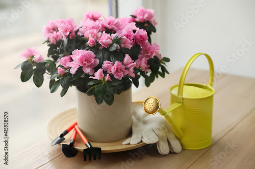 Beautiful house plant and gardening tools on wooden table near window photo