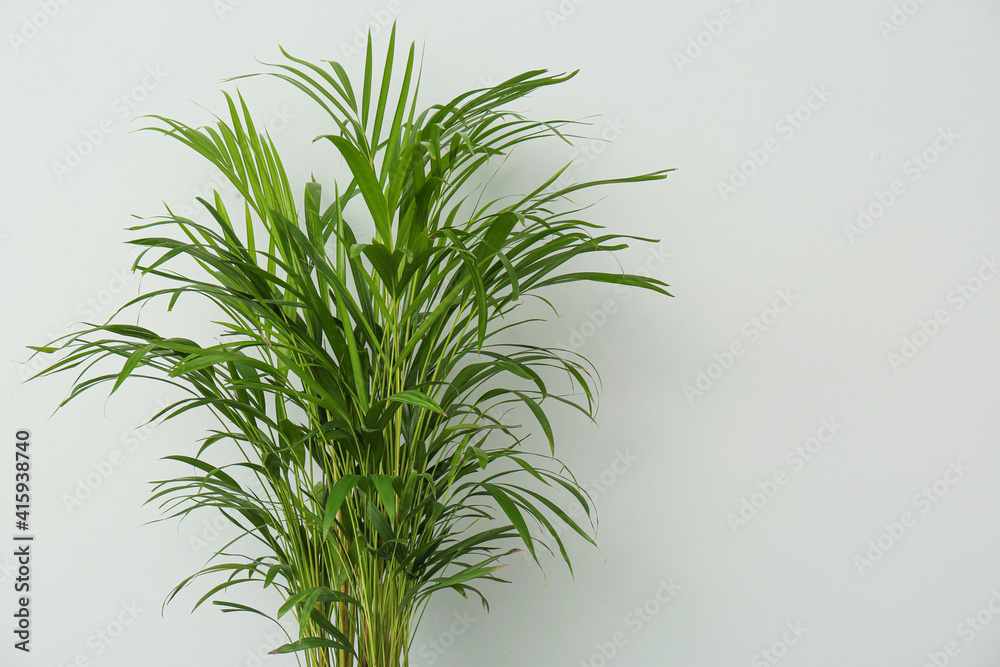 Fototapeta premium Exotic house plant against grey background. Space for text