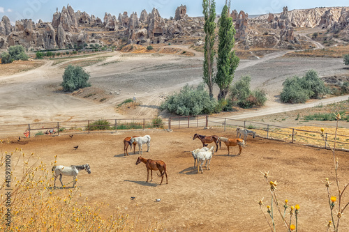 Cappadocia's horses in the farm. It also Capadocia is a historical region in Central Anatolia, largely in the Nevsehir, Kayseri, Kırsehir, Aksaray, Malatya, Sivas and Nigde provinces in Turkey. photo