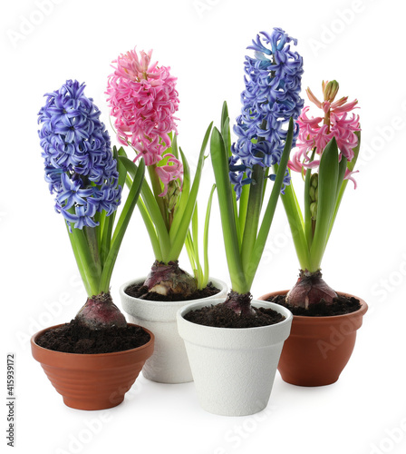 Beautiful potted hyacinth flowers on white background