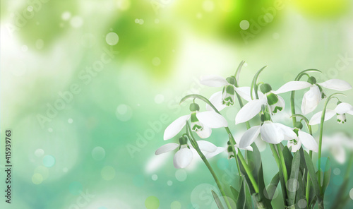 Beautiful tender snowdrops outdoors on sunny day, space for text. First spring flowers