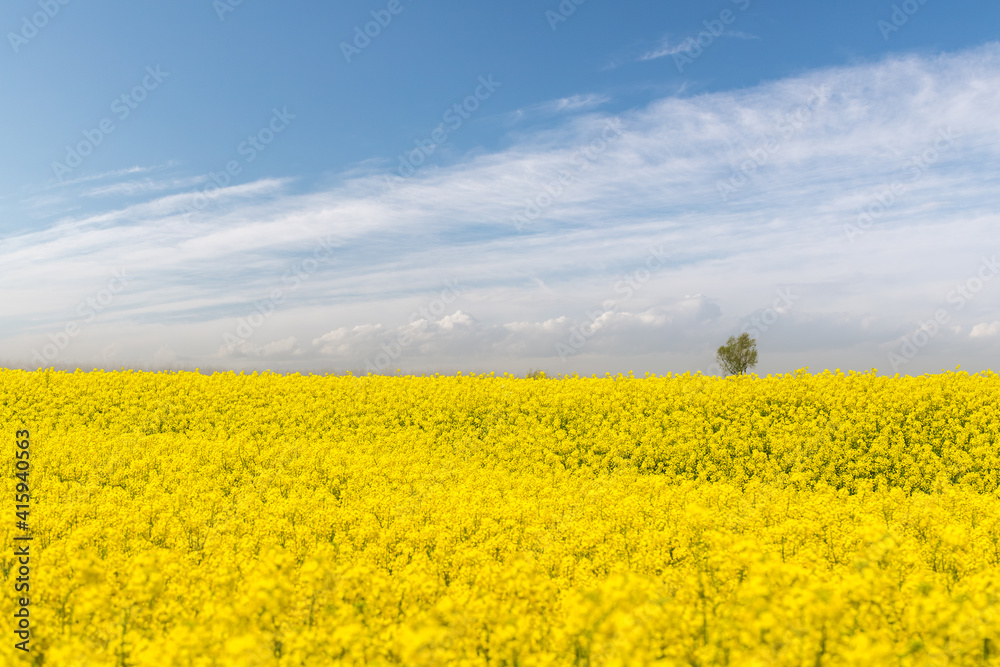 spring landscape of rapeseed flower fields