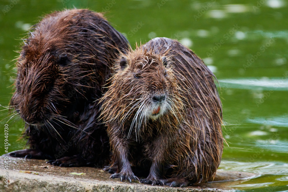 Eurasian beaver (castor fiber) sitting on a rock near water Eurasian beaver (castor fiber) sitting on a rock near water