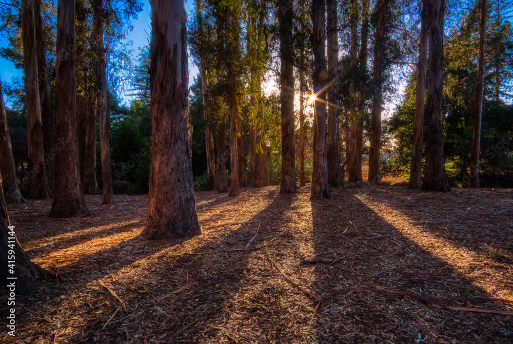 Obraz premium a dirt path in a forest