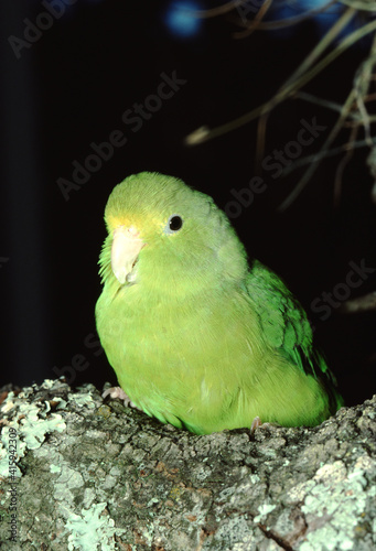 Large-Billed Parrotlet (Forpus Crassirostris) photo