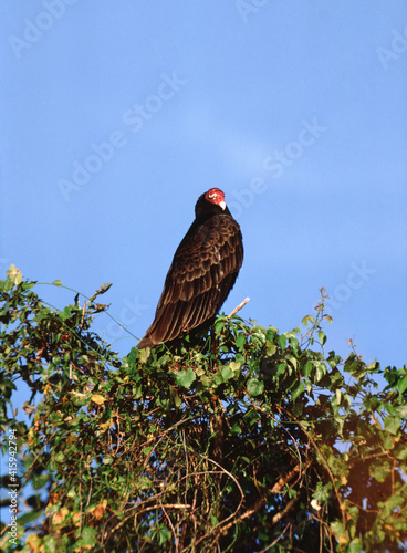 Wallpaper Mural Turkey Vulture (Cathartes Aura) Torontodigital.ca