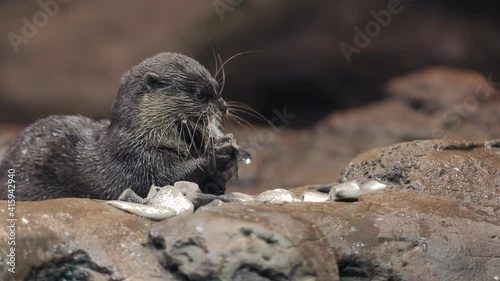 Otter eating fish, Asian small-clawed otter photo
