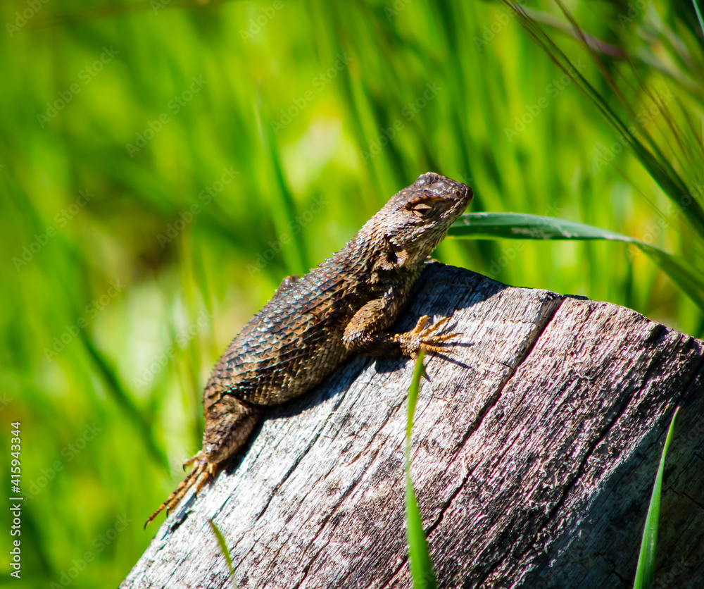 Obraz premium A western fence lizard taking in the sunshine