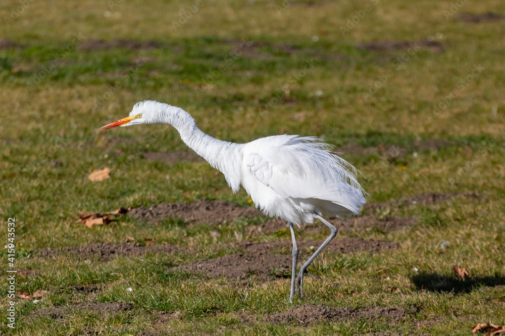 Fototapeta premium The Great Egret hunting