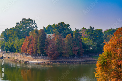 Red maple tree forest by the water in autumn, autumn scenery