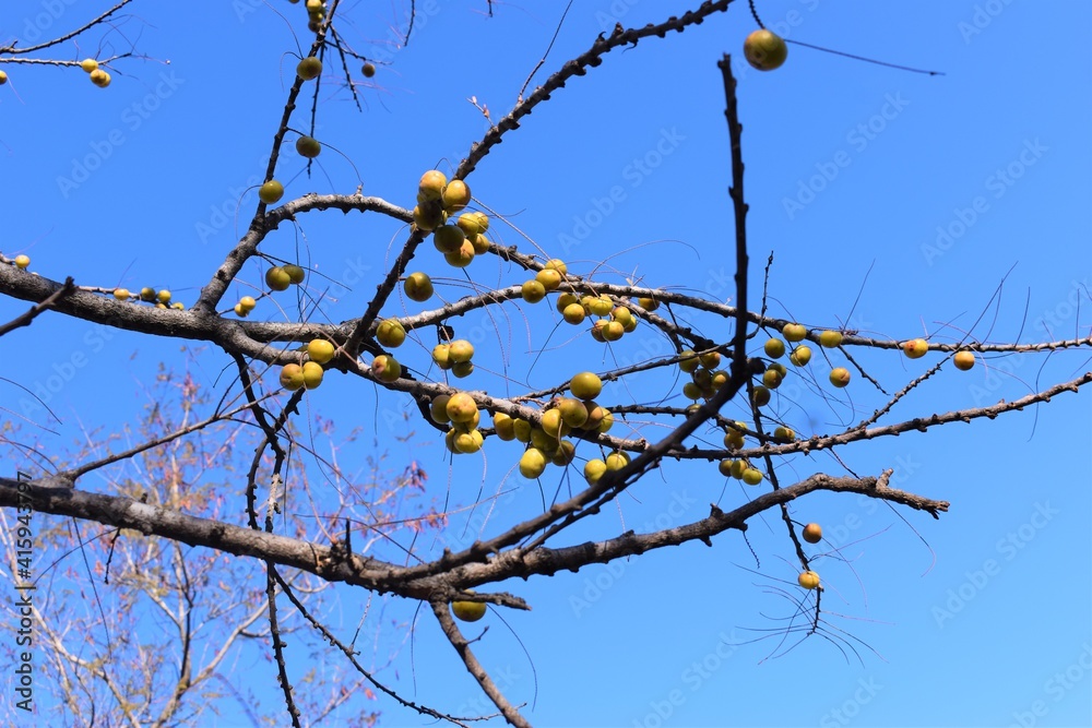 Indian Gooseberries or Amla fruit on tree against blue sky background Indian Gooseberries or Amla fruit on tree against blue sky background