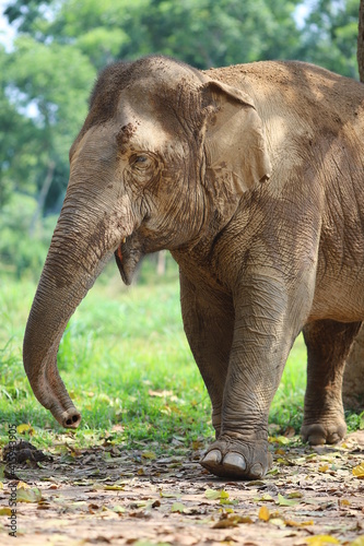 Thai elephants living in the jungle