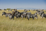 Burchell's (common, plains) zebras and female Masai ostriches, Masai Mara, Kenya