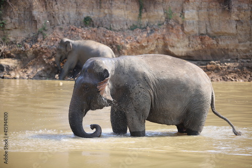 Photography Thai elephants living in the jungle