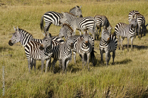 Burchell s  plains  common  zebras  Masai Mara  Kenya