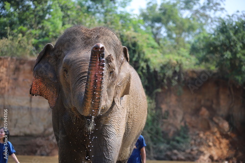 Photography Thai elephants living in the jungle