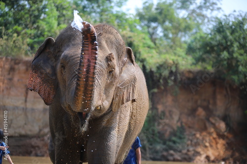 Photography Thai elephants living in the jungle