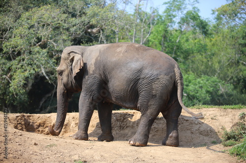 Photography Thai elephants living in the jungle