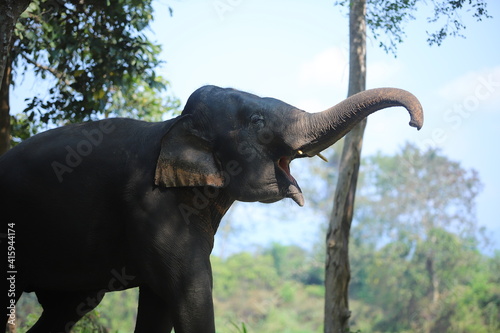 Photography Thai elephants living in the jungle