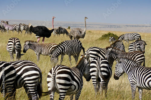 Burchell s  common  plains  zebras and Masai ostriches  Masai Mara  Kenya