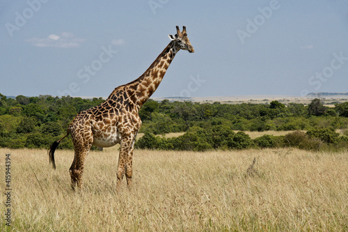 Masai giraffe (male), Masai Mara, Kenya
