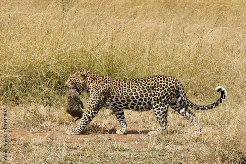 Female African leopard carrying her cub in her mouth, Masai Mara, Kenya