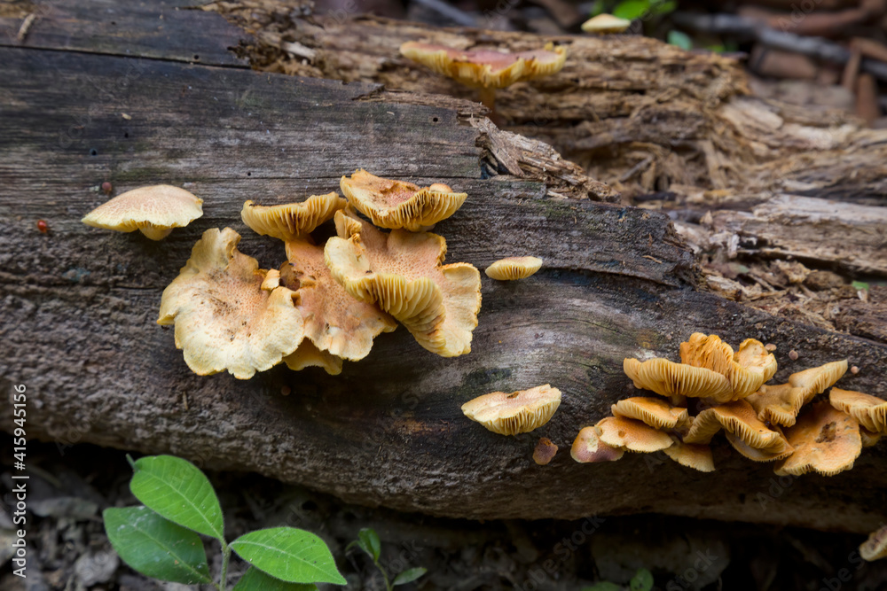 Fungi helping a log decay near Kuranda in Tropical North Queensland, Australia Fungi helping a log decay near Kuranda in Tropical North Queensland, Australia