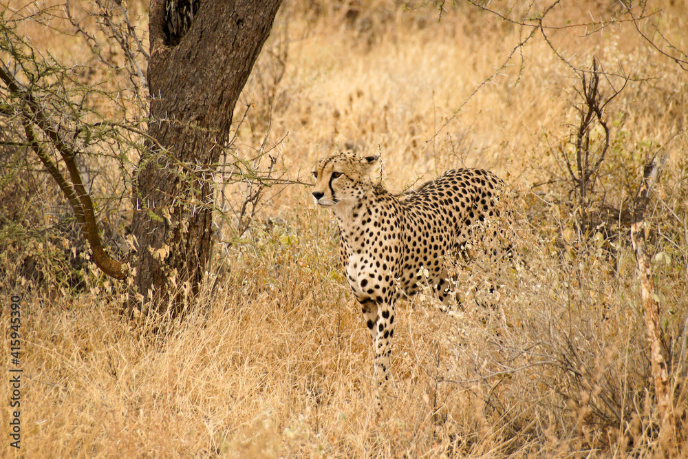 Cheetah walking in dry grass, Samburu Game Reserve, Kenya Cheetah walking in dry grass, Samburu Game Reserve, Kenya