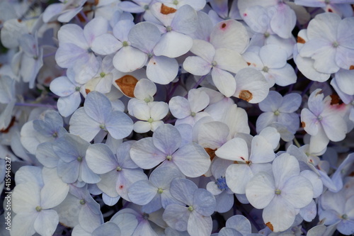 purple and white
