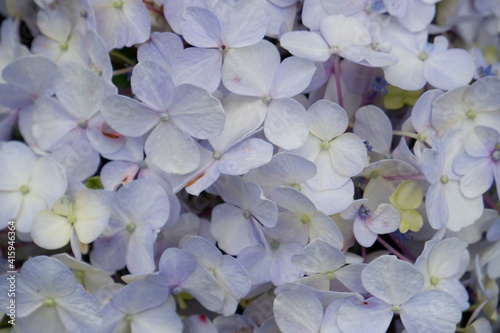 close up of a flower